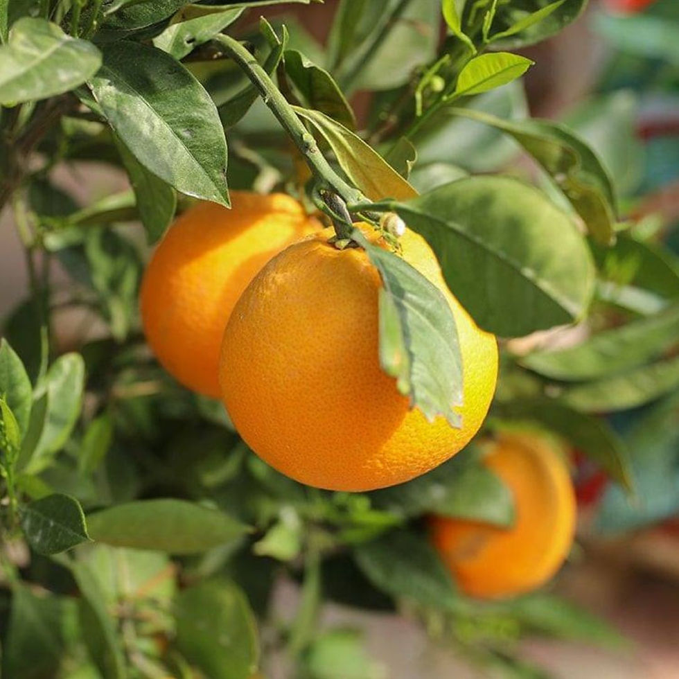 Miniatura: pianta da frutto di agrumi arancio amario, albero di arance