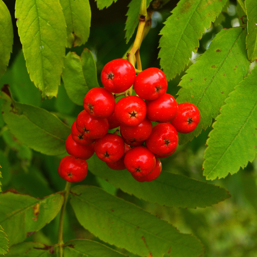 Sorbo Sornus Aucuparia pianta da frutto