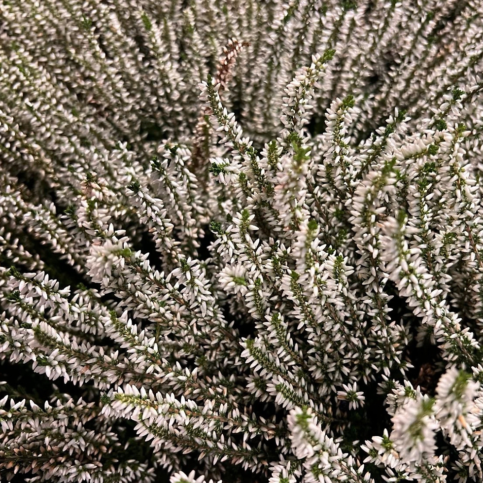 Miniature : Erica Calluna pianta ornamentale