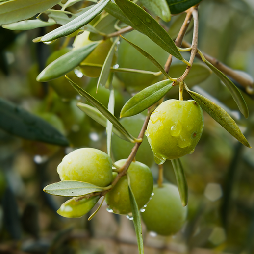 Olive da olio Nocellara Del Belice