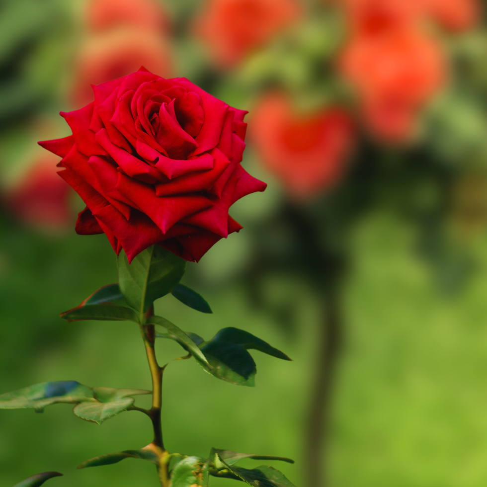 Miniatura: Rosa Alberello Rosso Cremisi Scuro - Grandi Fiori