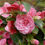 Miniature : Camelia Japonica Rosa Sacco Nova