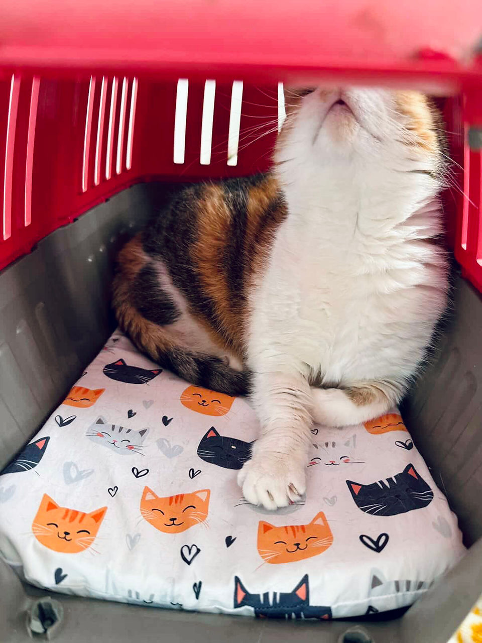 Eine Katze in einer Transportbox