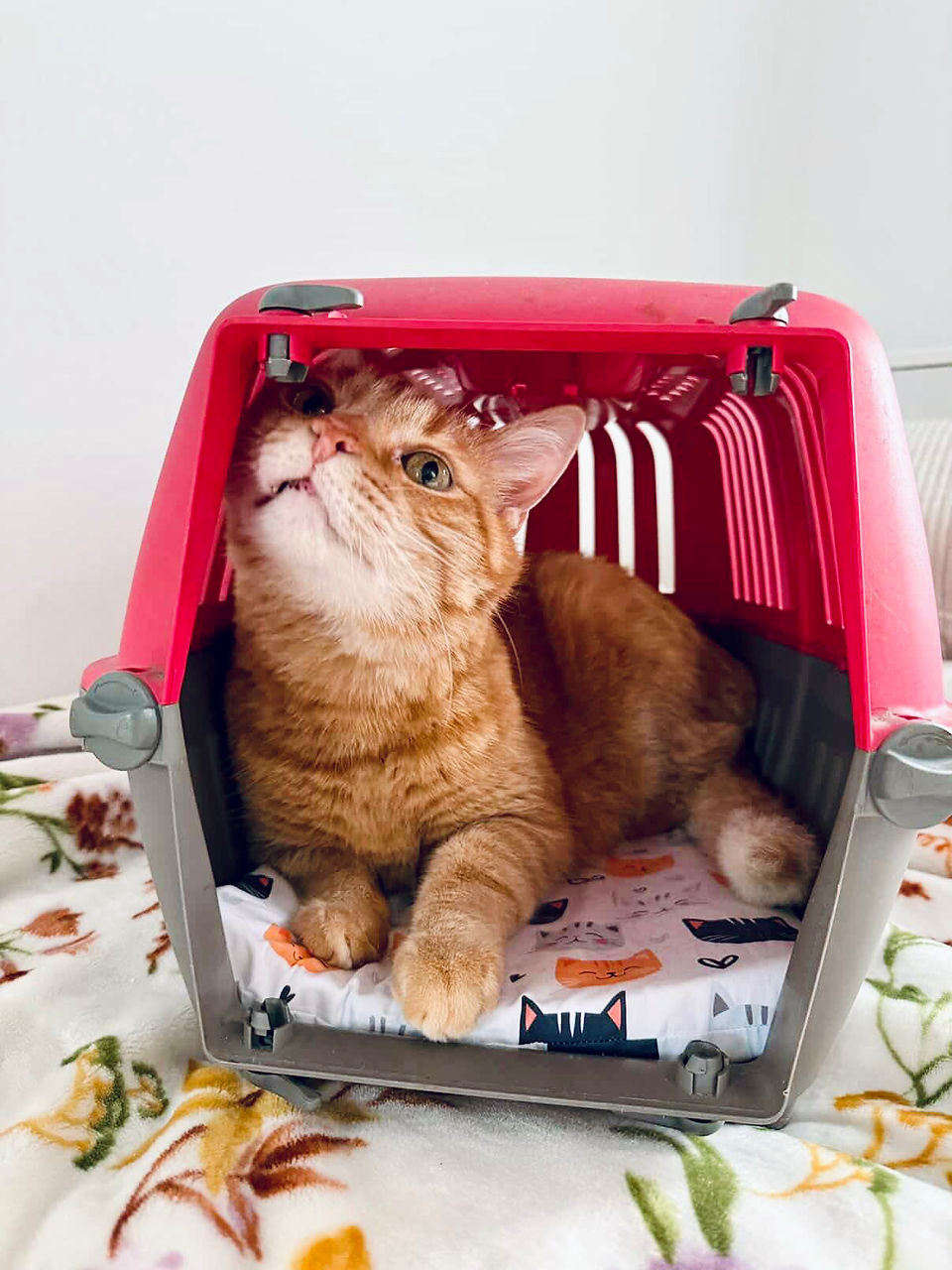 Eine Katze in einer Transportbox