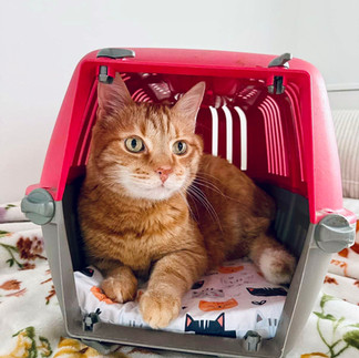 Eine Katze in einer Transportbox