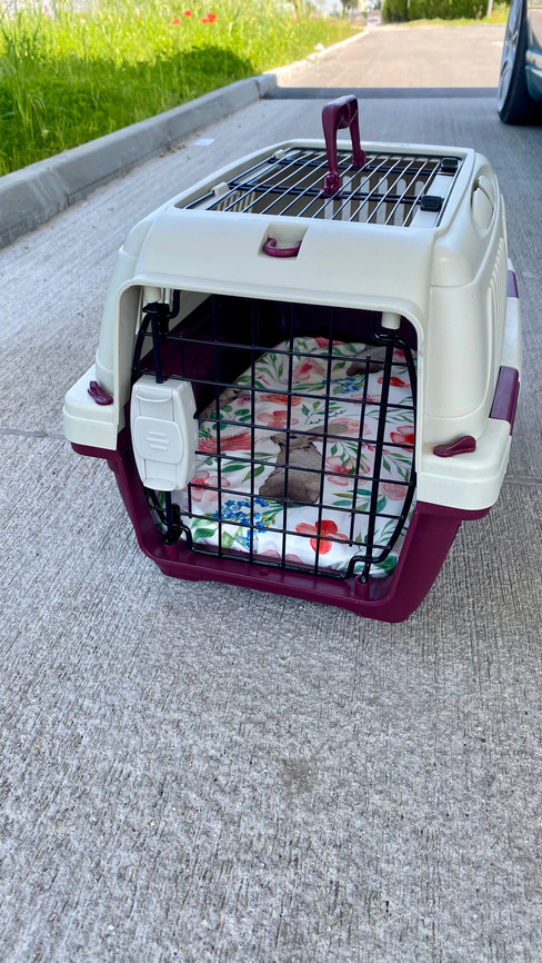 Rutschfeste Transportbox-Matratze für Kaninchen – handgefertigt & waschbar