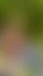 Blogbeitrag über FLoppy für Kaninchen