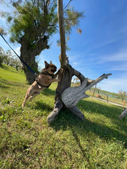 Urlaub mit Hund auf Isola Albarella in Italien – ein ruhiger, hundefreundlicher Erfahrungsbericht über eine entspannte Auszeit mit sensiblen Hund, viel Natur und Erholung abseits von Trubel und Stress.