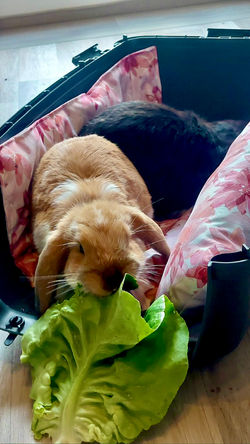 Floppy Kaninchenbett Rosé Leaves