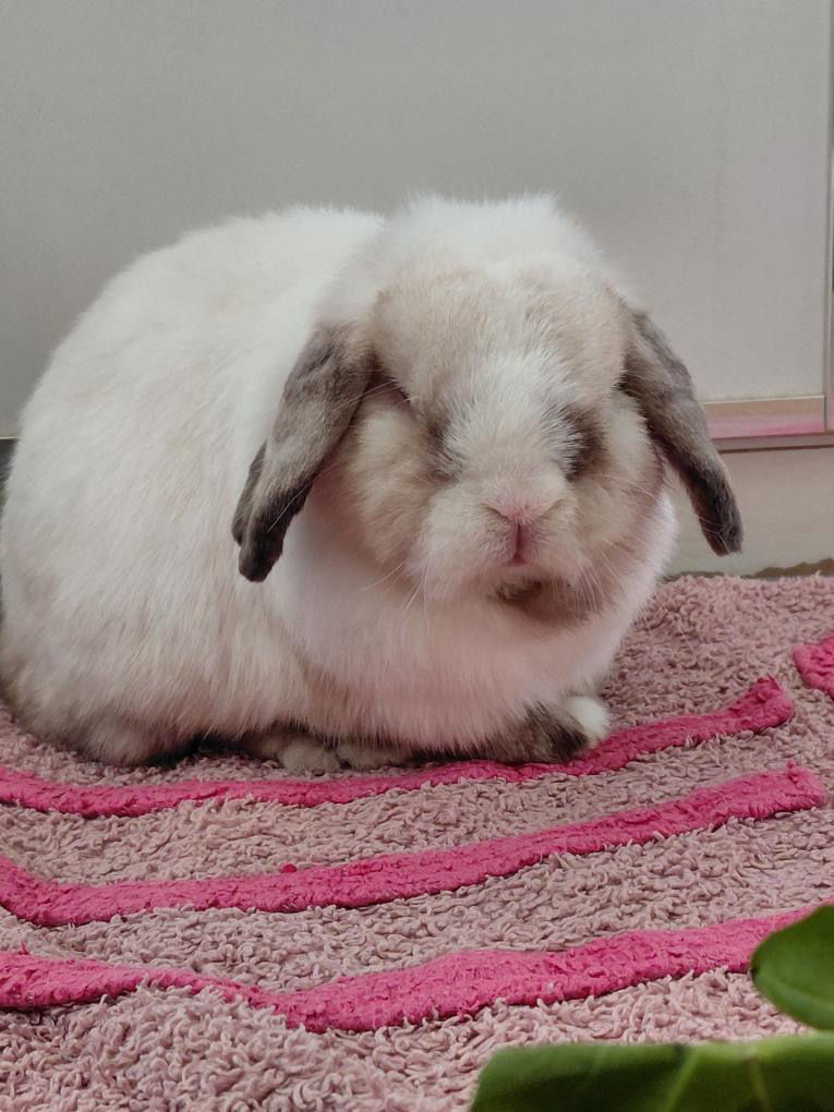 Pipi-Pad Kaninchen - waschbare Unterlage rosa