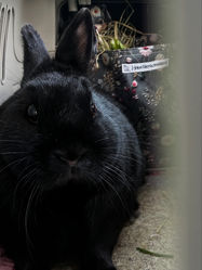 Kaninchen Transportbox richtig einrichten: Mehr Platz und weniger Chaos 🐰