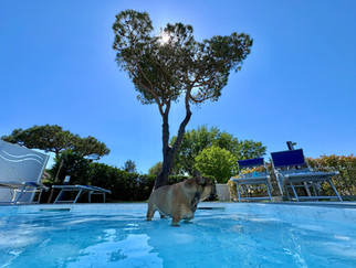 Urlaub mit Hund auf Isola Albarella in Italien – ein ruhiger, hundefreundlicher Erfahrungsbericht über eine entspannte Auszeit mit sensiblen Hund, viel Natur und Erholung abseits von Trubel und Stress.