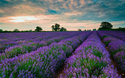 lavender-wallpaper3