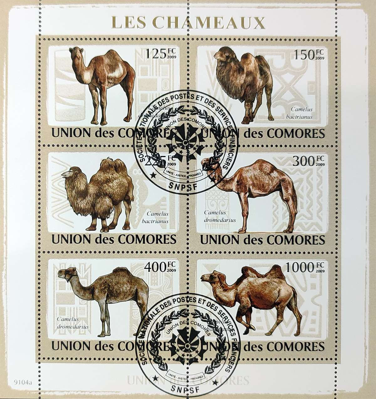 Комори 2009, Верблюди