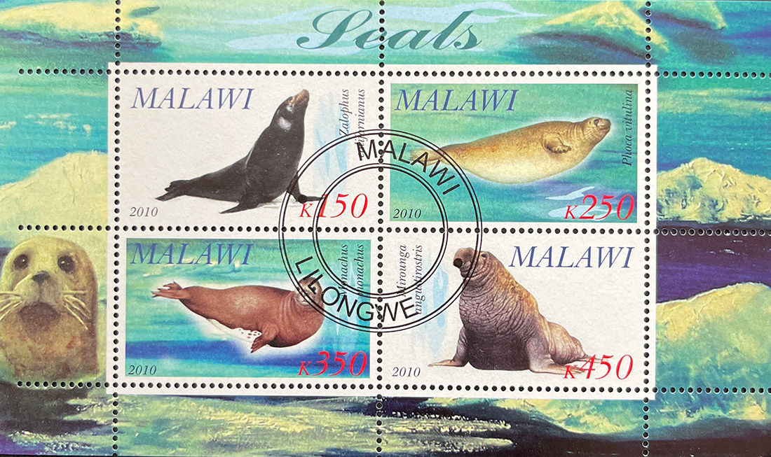 Малаві 2010, Морські котики