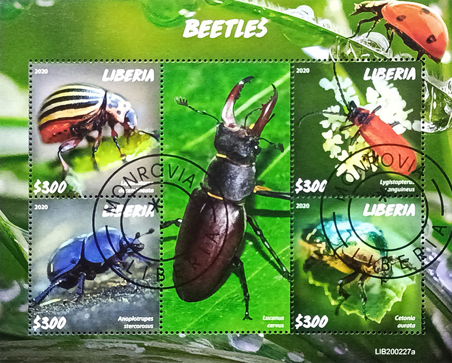 Ліберія 2020, Фауна Жуки