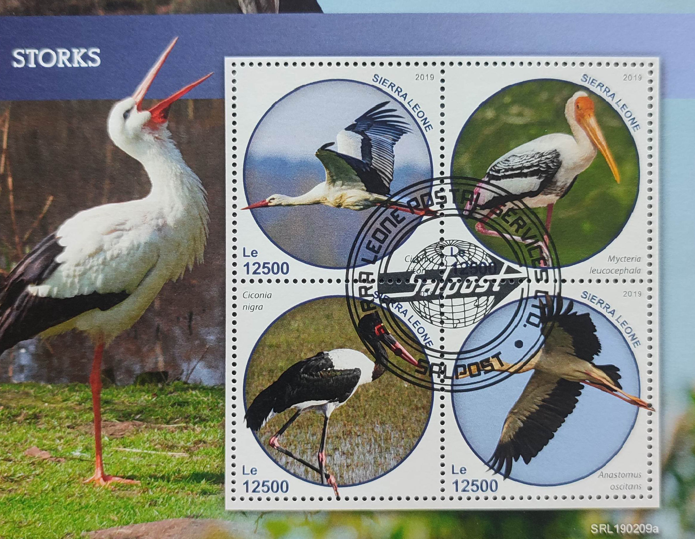 Сьєрра-Леоне 2019, Птахи