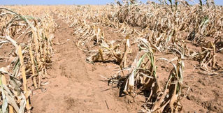 CLIMATE CHANGE AND FOOD SECURITY
