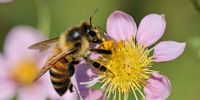 September Sweetness: Celebrating Honey and Mead as Fall Approaches