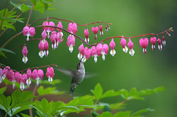 BLEEDING HEART