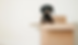 packing image with dog in moving box u-save