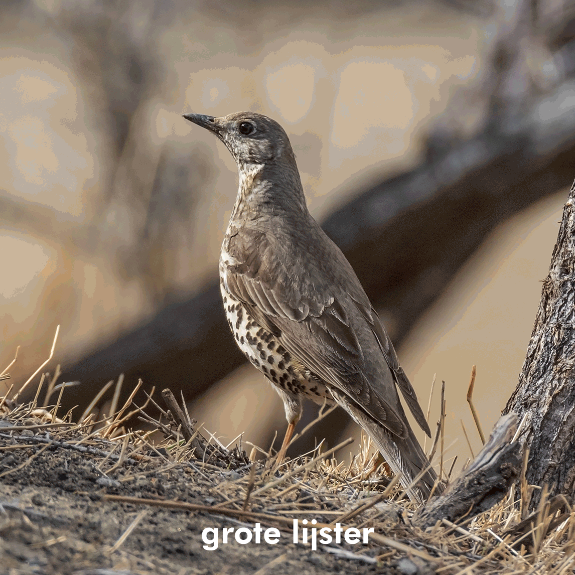 Grote-Lijster-GIF-v3.gif