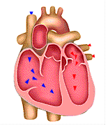 corazón.gif