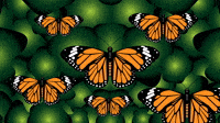 monarca.gif
