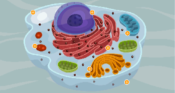 celula.gif