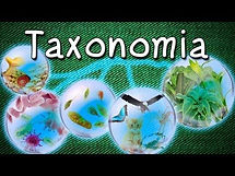 taxonomia.jpg