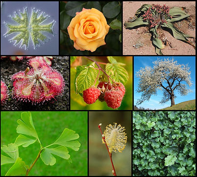 plantas1.jpg