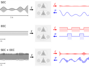 SEC and EEC mechanisms (and their combination) for computation of prediction error and precision modulation.