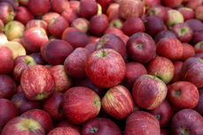 Epagri celebra 50 anos com destaque na transformação do Brasil de importador a exportador de maçãs