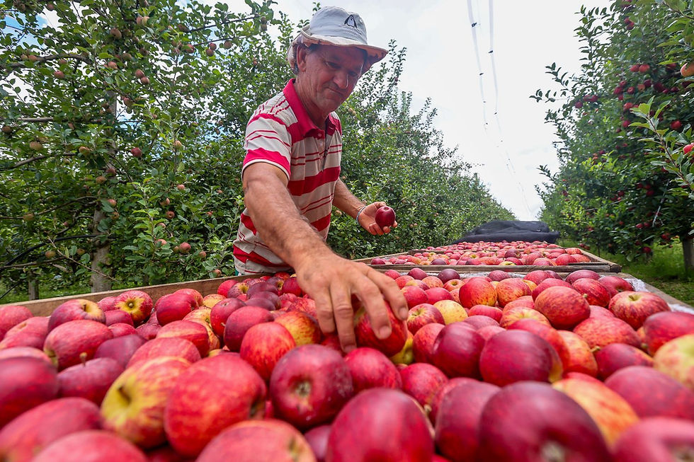 Santa Catarina agora pode exportar maçã diretamente pelos portos catarinenses