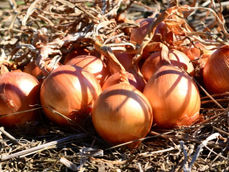 Santa Catarina mantém liderança na produção de cebolas no Brasil.