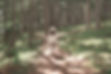 Forest Walking_edited.jpg