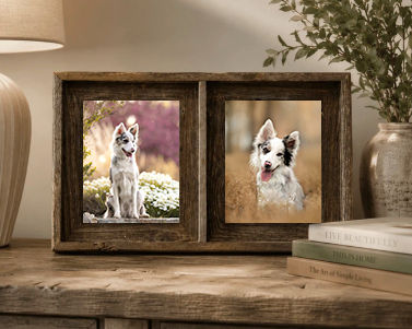 Companion_Dog_2.jpg