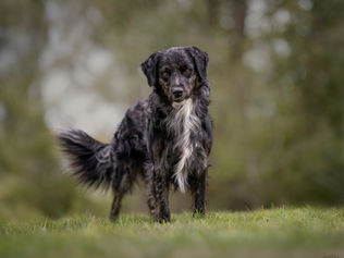 The Dog Portrait Experience: From Start to Finish