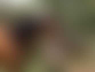 The Horse Portrait Experience: From Start to Finish