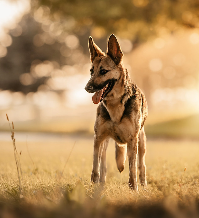 6R9A8521_Bambi_Sig_Web.jpg