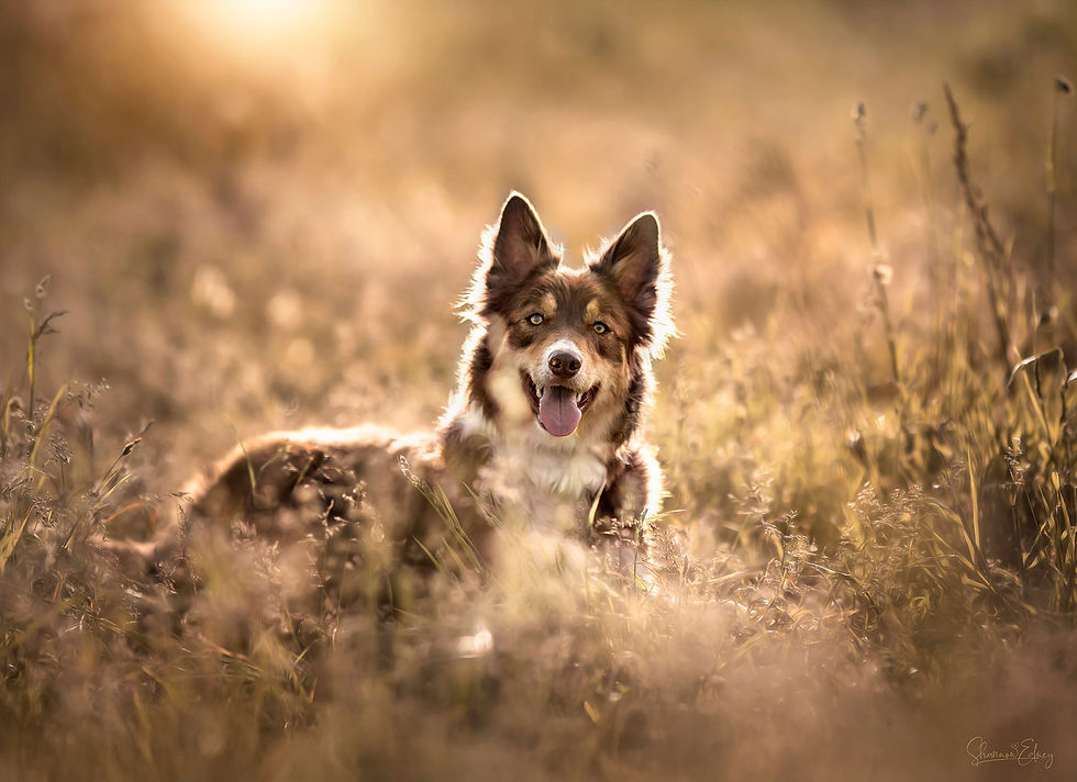 _E3A8962_Bugsy_Dreamy_Sig_Web.jpg