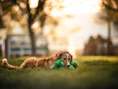 Nova Scotia Tolling Retriever playing with toy on grass in front of barn