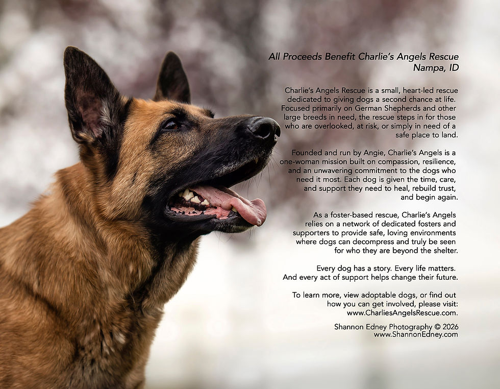 CharliesAngelsRescue_CalBackCover_WEB.jpg