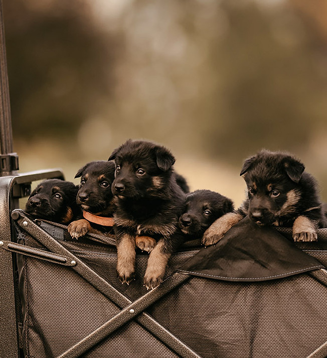 6R9A8910_Puppies_Sig_Web.jpg