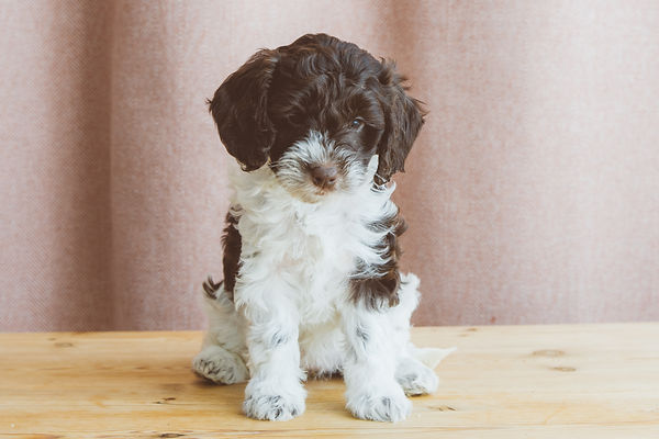 Smartie (4).jpg