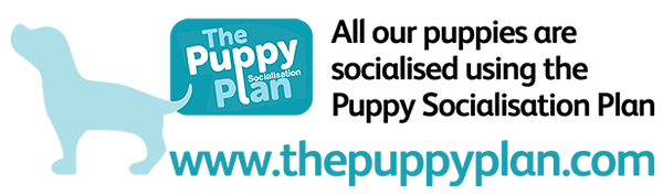 Puppy-Plan-Web-Logo-_600pix.png