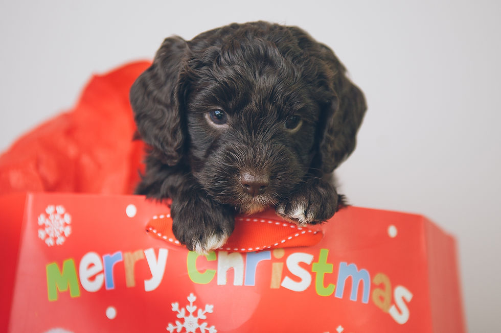 A new Photoshoot! - Christmas Style