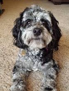 merle cockapoo.jpeg