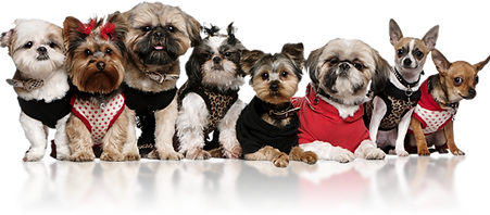 Dogs PetStonesUSA.co