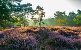wandelen Liereman